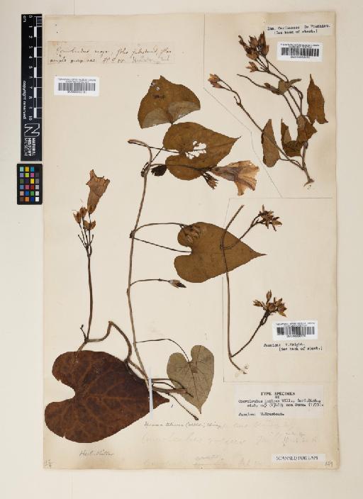 Ipomoea tiliacea (Willd.) Choisy - 000953180