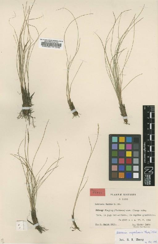 Kobresia nepalensis (Nees) Kük. - BM000058170