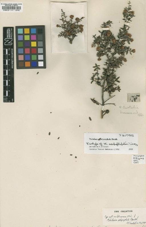 Melaleuca polycephala Benth. - BM000021311