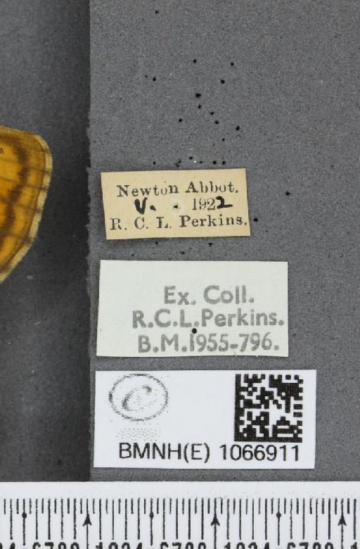 Lasiommata megera ab. pallida Gillmer, 1908 - BMNHE_1066911_label_28598