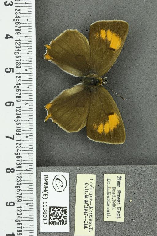 Thecla betulae ab. lineata Tutt, 1907 - BMNHE_1138012_95072