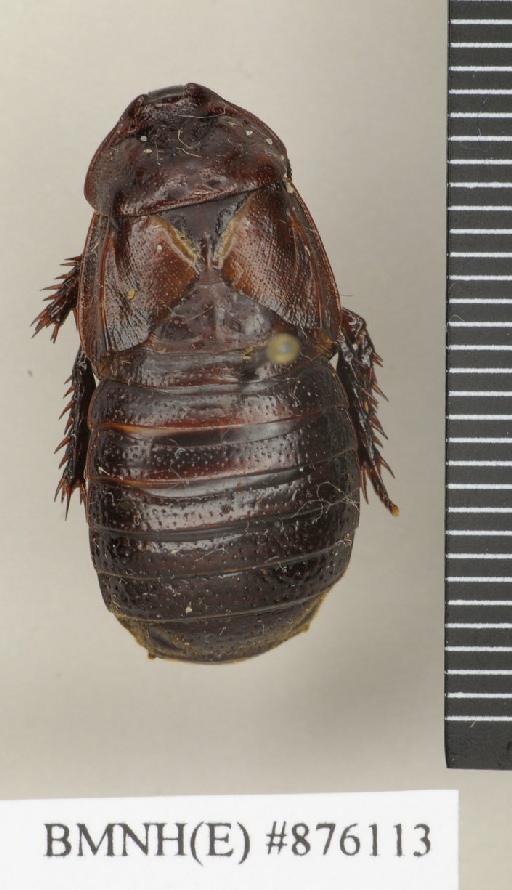 Ancaudellia bruijningi Roth, 1982 - Ancaudellia bruijningi Roth, 1982, female, paratype, dorsal. Photographer: Edward Baker. BMNH(E)#876113