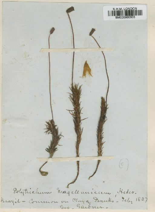 Polytrichadelphus magellanicus (Hedw.) Mitt. - BM000960603