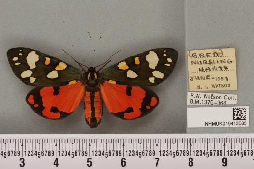 Callimorpha dominula (Linnaeus, 1758) - NHMUK_010413685_523695