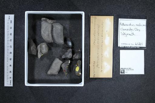 Asteracanthus ornatissimus Agassiz, 1837 - 010023068_L010040509