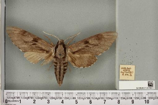 Sphinx pinastri Linnaeus, 1758 - NHMUK_010476640_534234