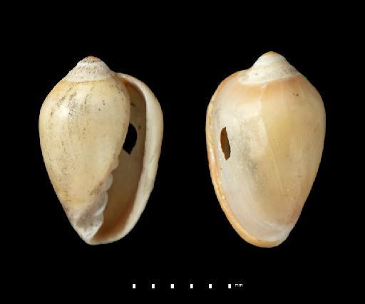 Marginella caribaea d'Orbigny, 1842 - 1854.10.4.305D