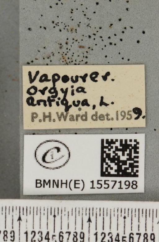 Orgyia antiqua (Linnaeus, 1758) - BMNHE_1557198_label_256669