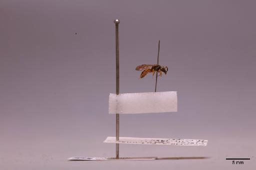 Rhectomia Moure, 1947 - 013619823_lateral