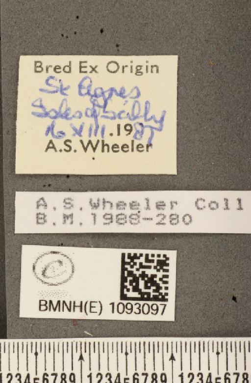 Pararge aegeria insula Howarth, 1971 - BMNHE_1093097_label_3842