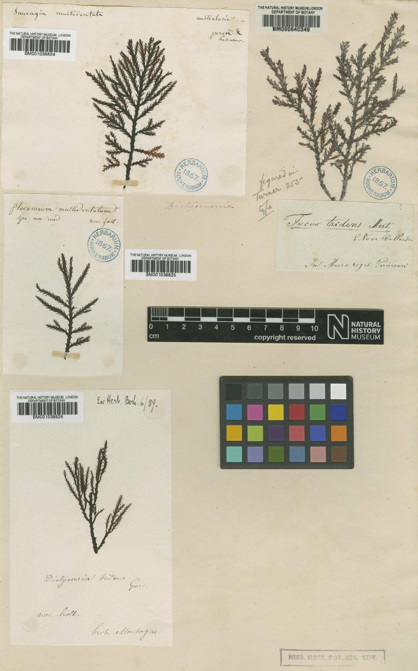 To NHMUK collection (Dictyomenia tridens Mert. ex Turner; NHMUK:ecatalogue:664437)