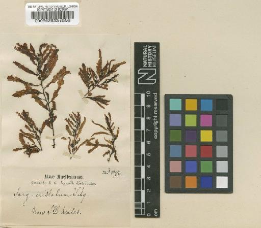 Sargassum distichum Sonder - BM000562933