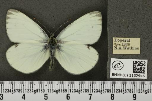 Pieris napi britannica Müller & Kautz, 1939 - BMNHE_1132946_87911