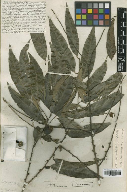 Diospyros lonchophylla Hiern - BM000997451