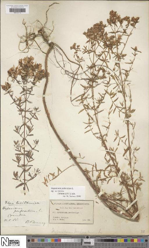 Hypericum perforatum subsp. veronense (Schrank) H.Lindb. - BM001201730