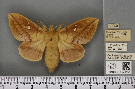 Euthrix potatoria ab. obscura Closs, 1920 - BMNHE_1528566_197077