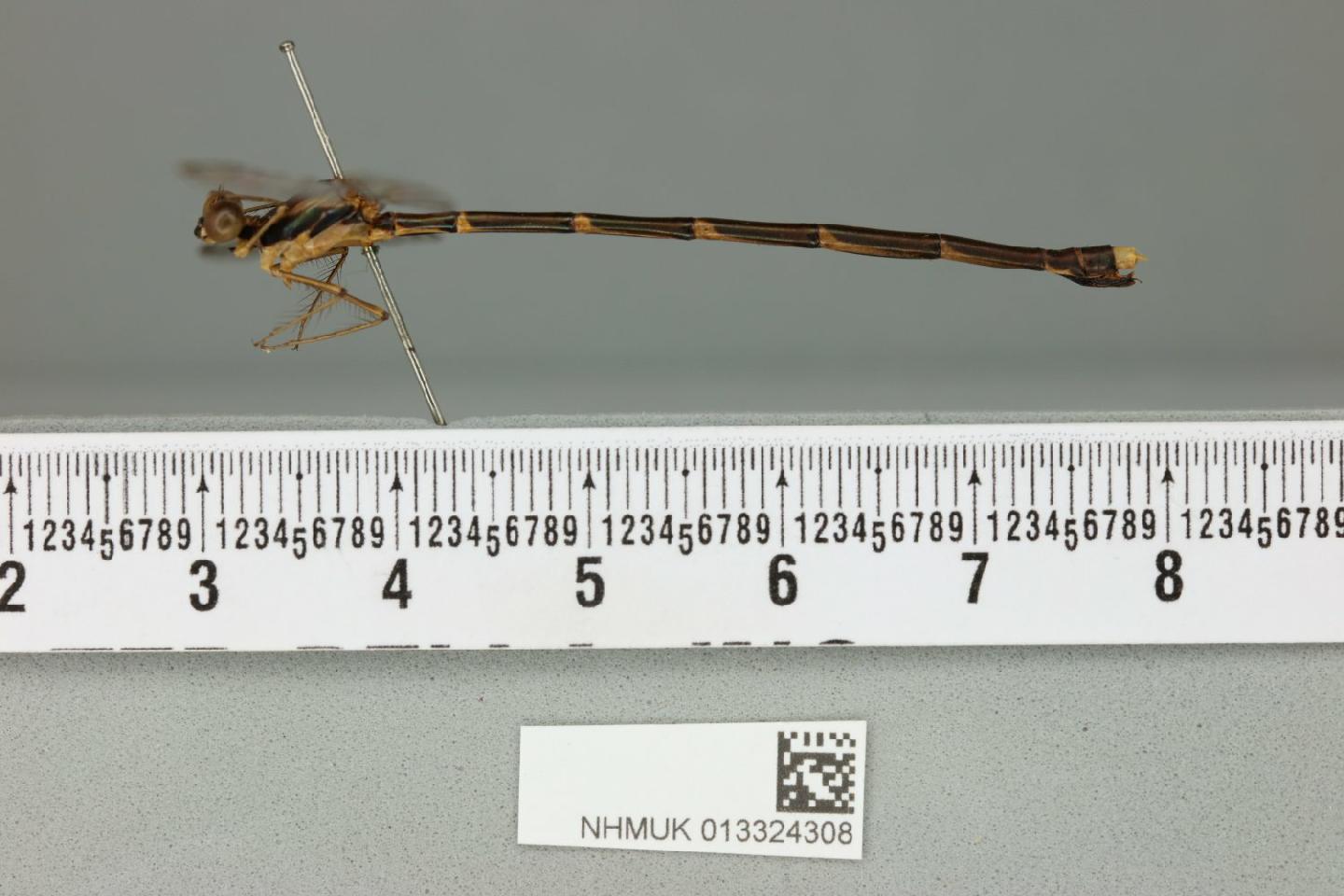 Episynlestes albicaudus thumbnail