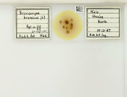 Brevicoryne brassicae Linnaeus, 1758 - 015370350_112582_1093424_835815_NoStatus