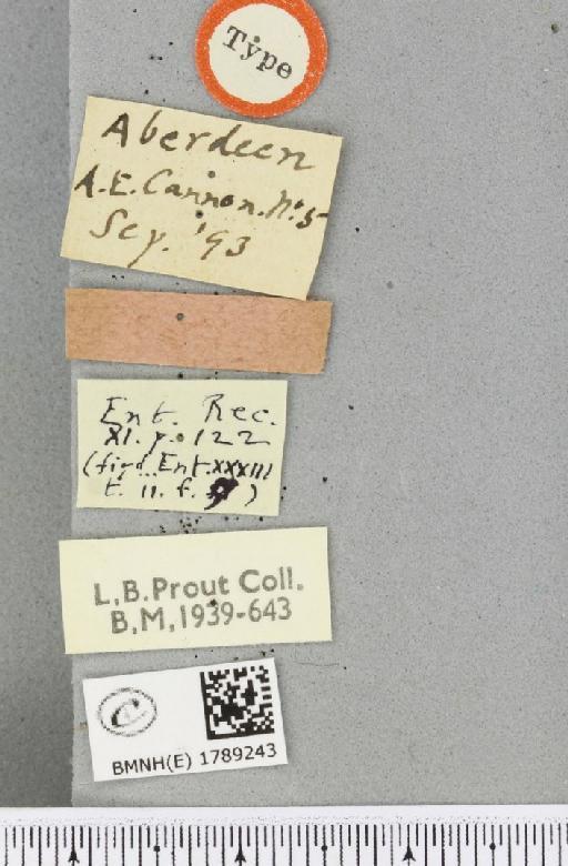 Epirrita dilutata ab. pallida Prout, 1899 - BMNHE_1789243_label_359323