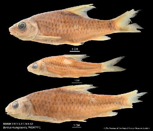 Barbus mungoensis Trewavas, 1974 - BMNH 1973_5_14_163 Barbus mungoensis, HOLOTYPE