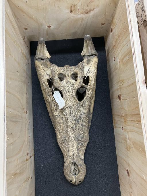 Crocodylus porosus Schneider, 1801 - 2023.3179