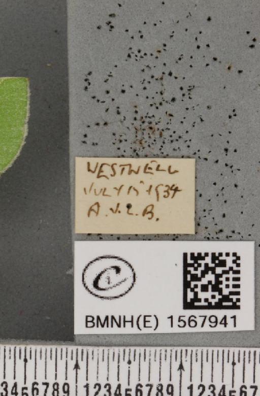 Bena bicolorana (Fuessly, 1775) - BMNHE_1567941_label_293385