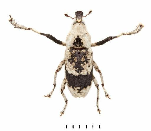 Gasterocercus longipes Kono, 1932 - Gasterocercus longipes-BMNH(E)1237645-dorsal colour