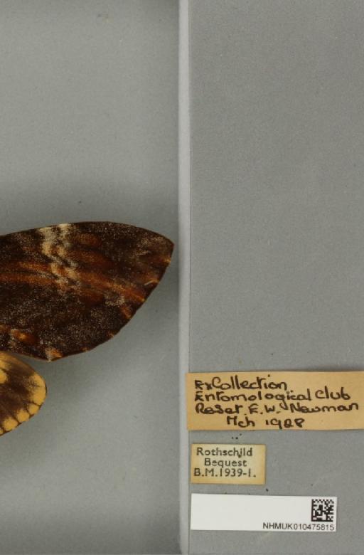 Acherontia atropos ab. imperfecta Tutt, 1904 - NHMUK_010475815_label_527283