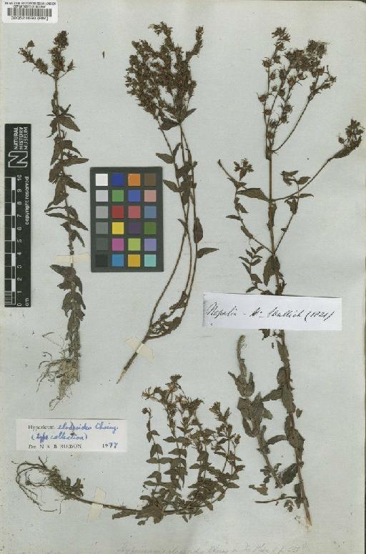 Hypericum elodeoides Choisy - BM000521690