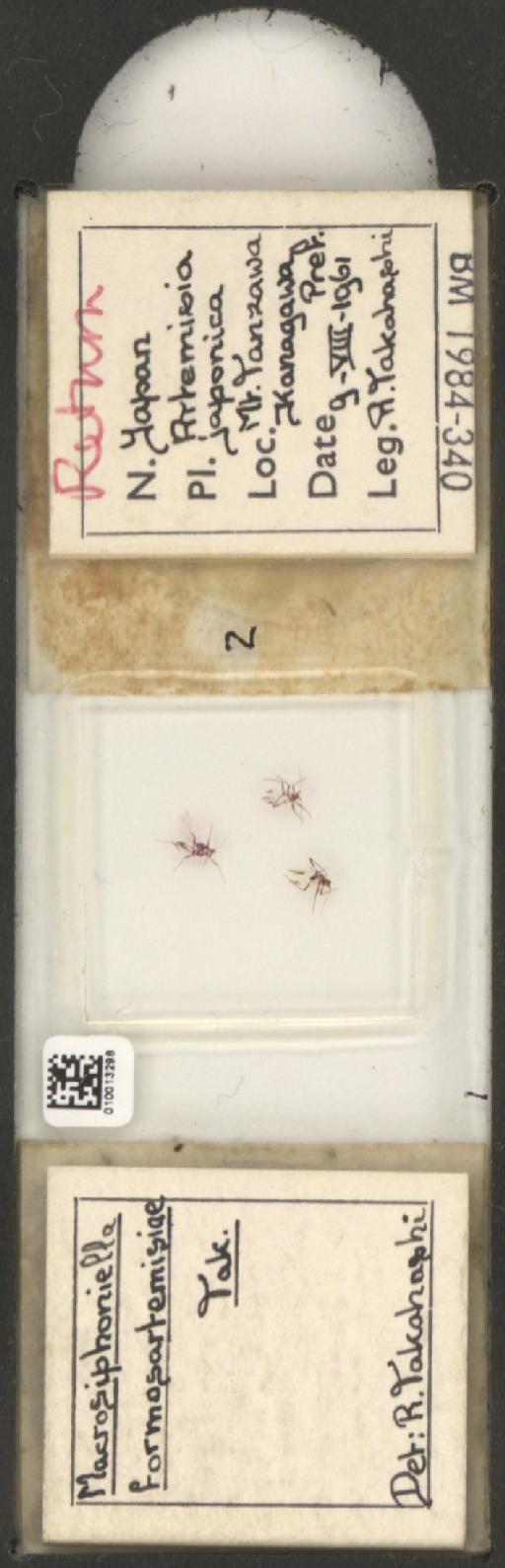 Macrosiphoniella formosartemisiae Takahashi, 1921 - 010013298_112660_1094721