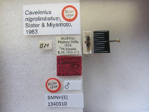 Cavelerius nigrolimbatus Slater & Miyamoto, 1963 - Cavelerius nigrolimbatus-BMNH(E)1340310-Holotype male dorsal & labels