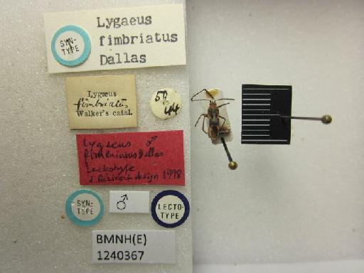 Lygaeus fimbriatus Dallas, 1852 - Lygaeus fimbriatus-BMNH(E)1240367-Lectotype male dorsal & labels 2