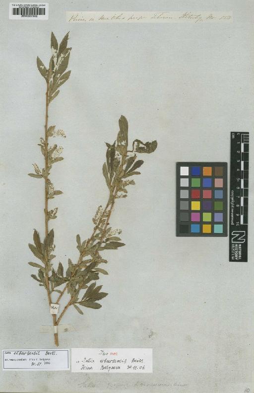 Salix elbrusensis Boiss. - BM000951982