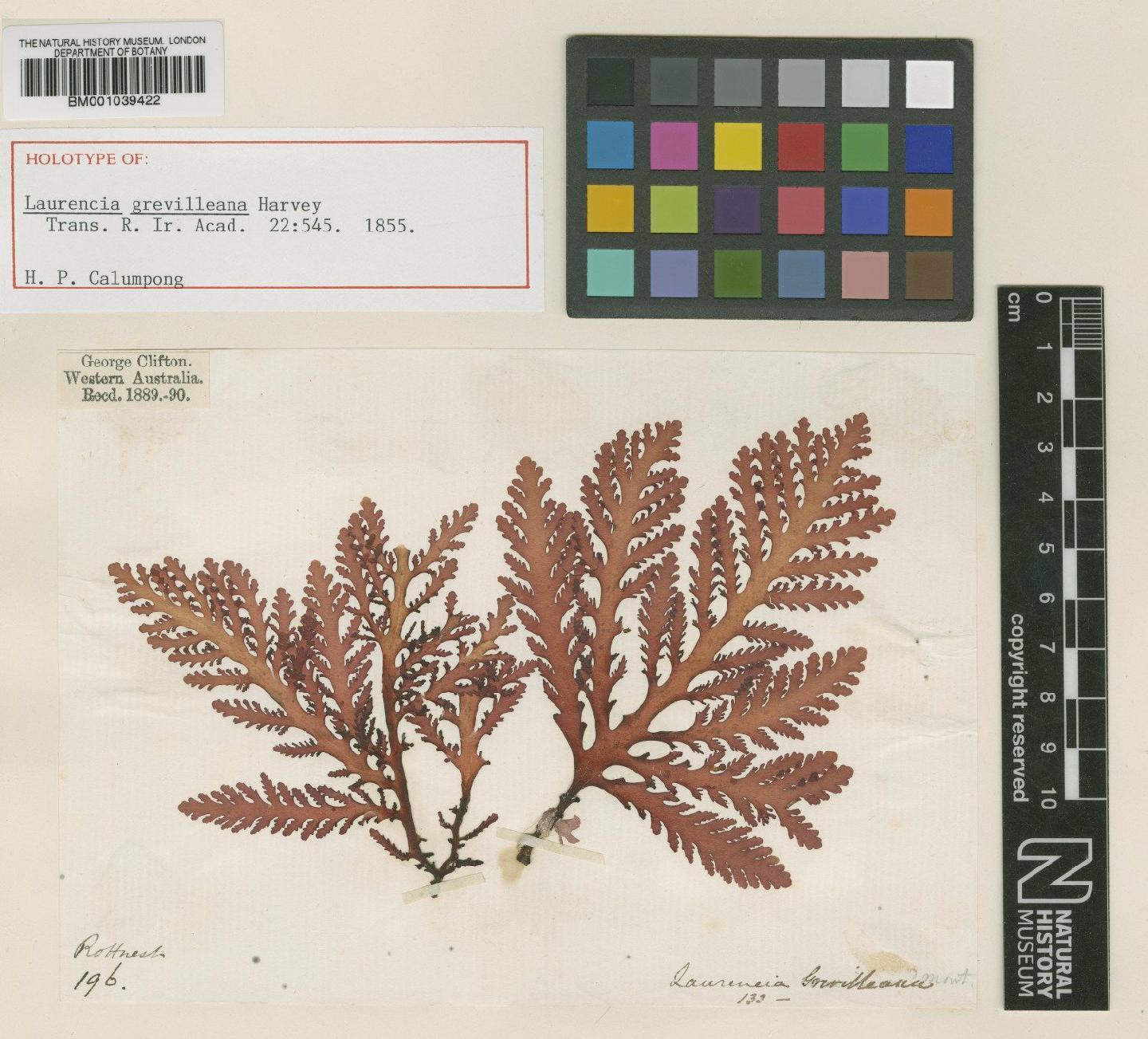 To NHMUK collection (Laurencia grevilleana Harv.; Holotype; NHMUK:ecatalogue:714707)