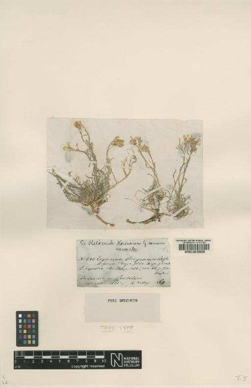 Erysimum boryanum Boiss. & Spruner - BM000613999