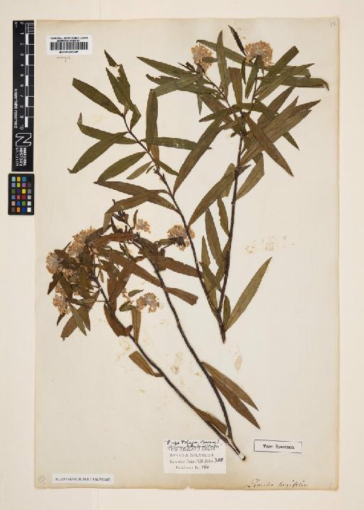 Pimelea longifolia Banks & Sol. ex Wikstr. - 000895045
