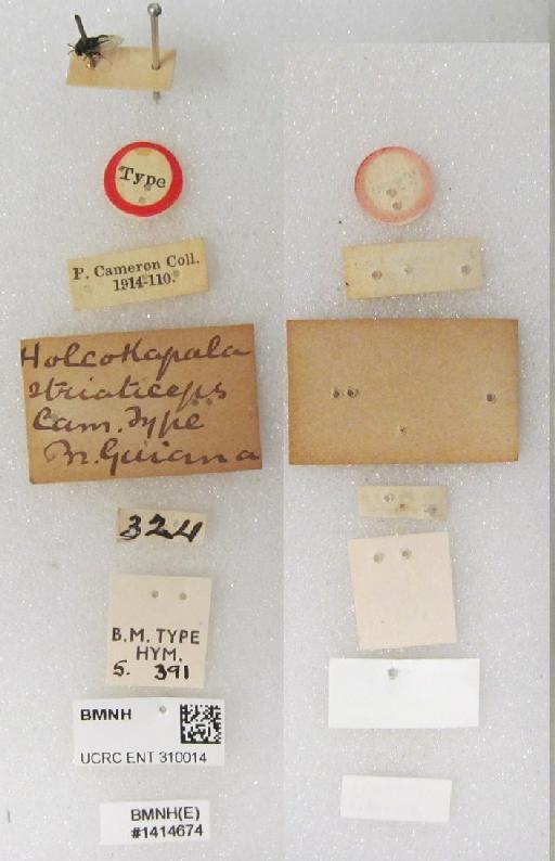 Holcokapala striaticeps Cameron, 1913 - Holcokapala striaticeps Cameron, 1913 #1414674 Hym Type 5.391 labels