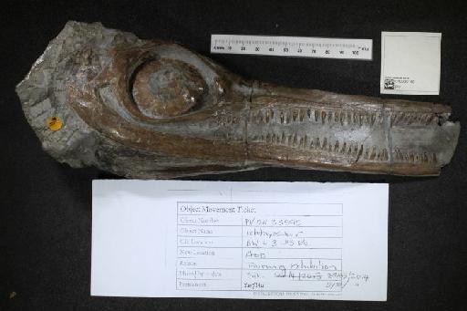 Ichthyosaurus intermedius Conybeare, 1822 - 010020109_L010040057