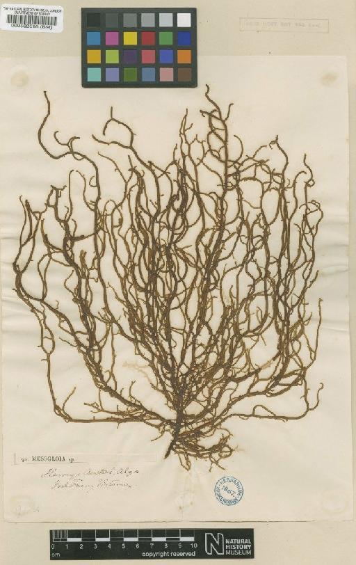 Cladosiphon vermicularis (J.Agardh) Kylin - BM000562610