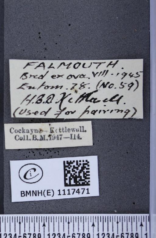 Pontia daplidice (Linnaeus, 1758) - BMNHE_1117471_label_68913