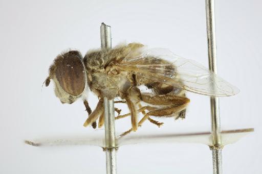 Eristalinus (Eristalodes) paria (Bigot, 1880) - Eristalis paria STF lateral