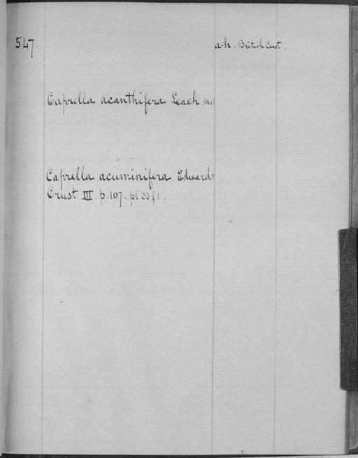 Caprella acanthifera parvorder Caprellidira Leach, 1814 - Zoology Accessions Register: White's Catalogue of Crustacea II: page 547