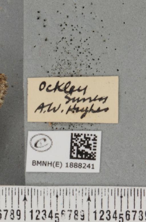 Apocheima hispidaria (Denis & Schiffermüller, 1775) - BMNHE_1888241_a_label_455623