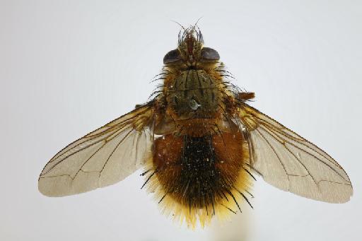 Rhachoepalpus testaceus (van der Wulp, 1888) - Rhachoepalpus testaceus LT dorsal