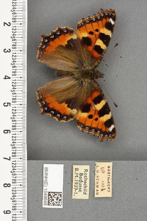 Aglais urticae ab. radiata Raynor, 1909 - BMNHE_1049646_45125