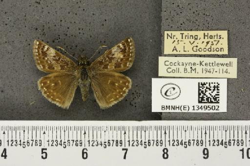 Erynnis tages tages ab. albalinea Frohawk, 1938 - BMNHE_1349502_157893