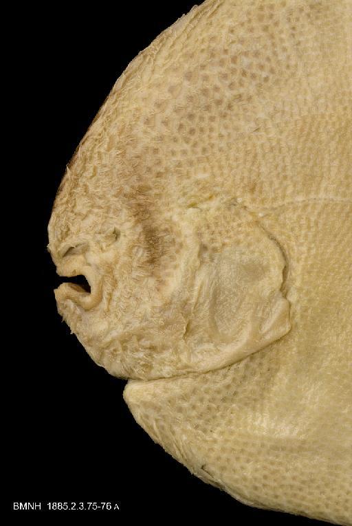 Catathyridium garmani (Jordan in Jordan & Goss, 1889) - BMNH 1885.2.3.75-76, a, head blind side
