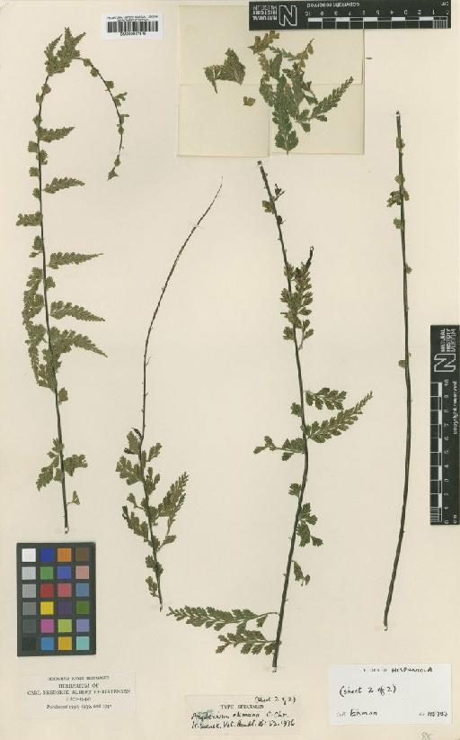 Asplenium ekmanii C.Chr. - BM000937819