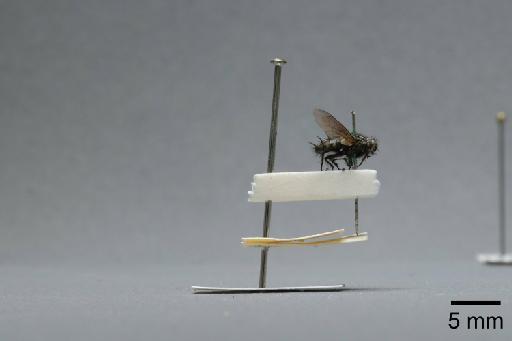 Sarcophaga (Myorhina) nigriventris Meigen, 1826 - 015091854_lateral
