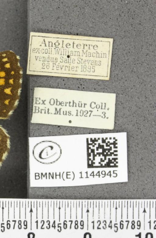 Melitaea athalia (Rottemburg, 1775) - BMNHE_1144945_label_110871